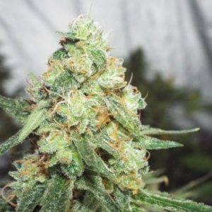 Ketama Cheese od Ketama Seeds nasiona marihuany