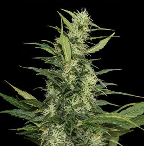 Amur Giant Auto od Kalashnikov Seeds nasiona marihuany