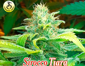 Sirocco Tiara