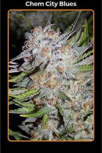 Chem City Blues Auto od Mephisto Genetics nasiona marihuany