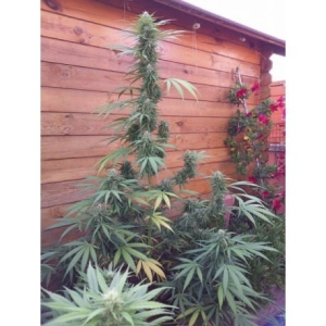Missile 33 SuperAuto od Flash Seeds nasiona marihuany