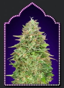 Critical Poison Fast Version od 00 Seeds Bank nasiona marihuany