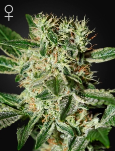 Ladyburn 1974 od Green House Seeds nasiona marihuany
