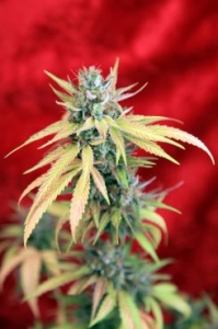 Blackdance od Reggae Seeds nasiona marihuany