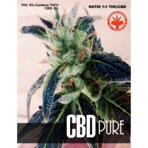 CBD Pure od Pure Seeds nasiona marihuany
