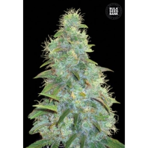 Auto Sweet Tooth od Bulk Seed Bank nasiona marihuany