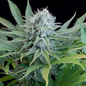 Peach Puree CBD od G13 Labs nasiona marihuany