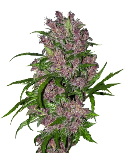 Purple Bud Auto