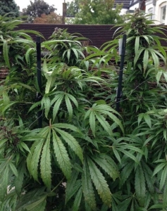 Outdoor Mix od Female Seeds nasiona marihuany