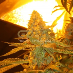 Sweet Clements od Green Devil Genetics nasiona marihuany