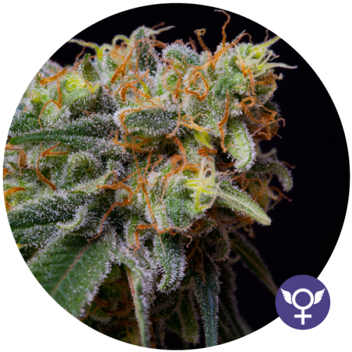 Caramelicious (CBD)
