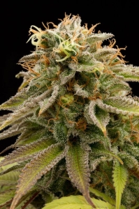 Lemon Thai Kush od Humboldt Seeds nasiona marihuany