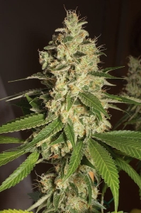Raspberry Diesel od Humboldt Seeds nasiona marihuany