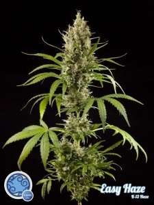 Easy Haze (K13-Haze) od Philosopher Seeds nasiona marihuany