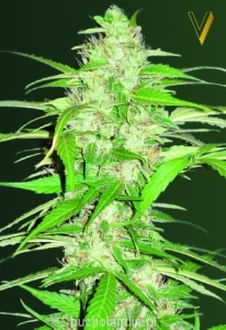 Auto Ultra Power Plant od Victory Seeds nasiona marihuany