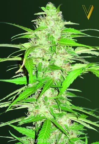 Auto Ultra Power Plant