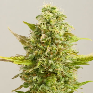 Royal Kush od G13 Labs nasiona marihuany