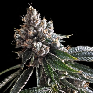 Golden Lemons od DNA Genetics nasiona marihuany
