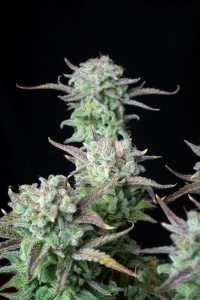 Strawberry Banana Auto od FastBuds nasiona marihuany
