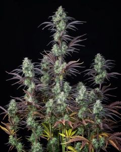 Mimosa Cake Auto od FastBuds nasiona marihuany