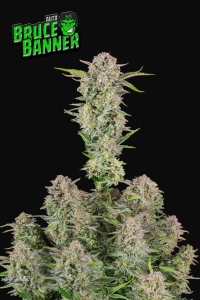 Bruce Banner Auto od FastBuds nasiona marihuany