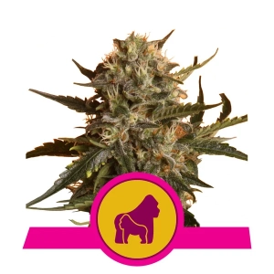 Mother Gorilla (Wcześniej Royal Madre) od Royal Queen Seeds nasiona marihuany