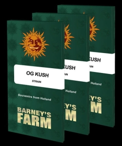 OG Kush5 od Barney's Farm nasiona marihuany