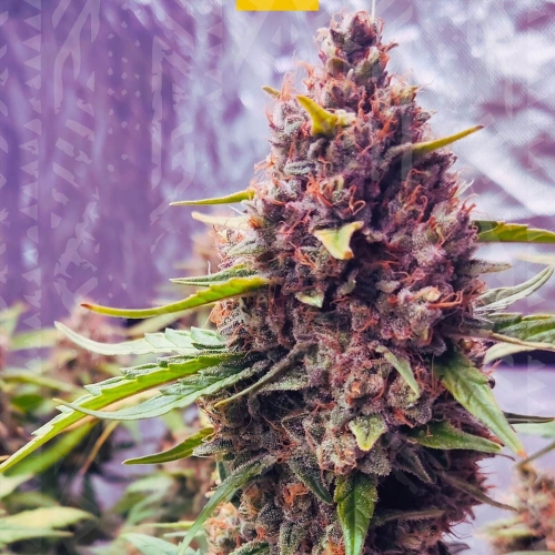 Purple Haze