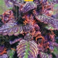 Purple Haze