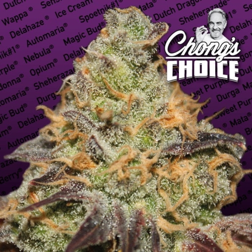 Blue Kush Berry