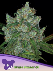 Bruce Banner #3 od Anesia Seeds nasiona marihuany