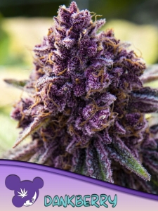 Dankberry od Anesia Seeds nasiona marihuany