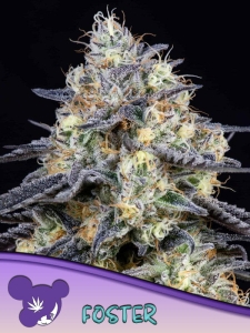 Foster od Anesia Seeds nasiona marihuany