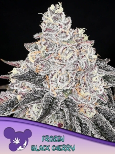 Frozen Black Cherry od Anesia Seeds nasiona marihuany