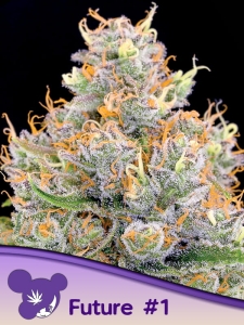 Future #1® od Anesia Seeds nasiona marihuany