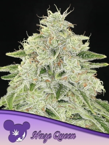 Haze Queen od Anesia Seeds nasiona marihuany