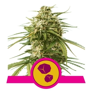 Gushers od Royal Queen Seeds nasiona marihuany