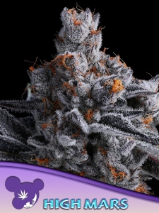 High MARS od Anesia Seeds nasiona marihuany