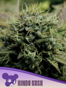 Hindu Kush od Anesia Seeds nasiona marihuany
