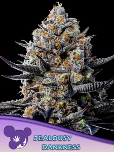 Jealousy Dankness od Anesia Seeds nasiona marihuany