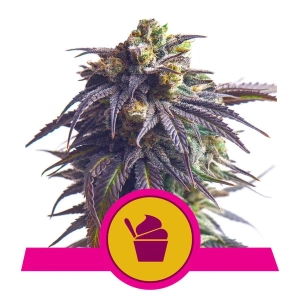 Sundae Driver od Royal Queen Seeds nasiona marihuany
