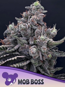 Mob Boss od Anesia Seeds nasiona marihuany