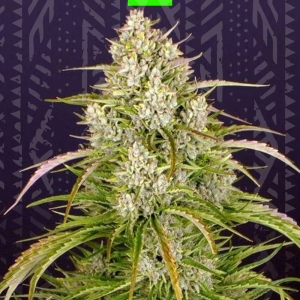 Wedding Cake Auto od GrowSeed nasiona marihuany