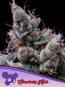 Strawberry Kush od Anesia Seeds nasiona marihuany
