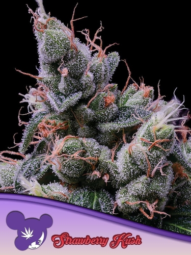 Strawberry Kush