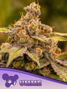 UMME od Anesia Seeds nasiona marihuany
