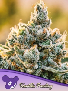 Vanilla Frosting od Anesia Seeds nasiona marihuany