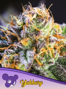 Yuhbary od Anesia Seeds nasiona marihuany