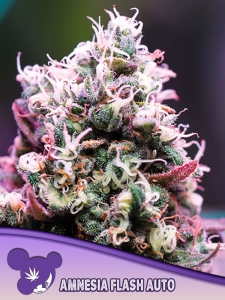 Amnesia Flash Auto  od Anesia Seeds nasiona marihuany