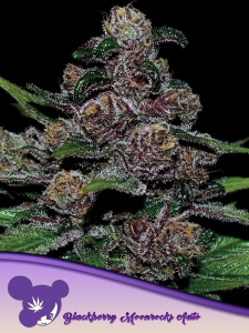 Auto Blackberry Moonrocks od Anesia Seeds nasiona marihuany